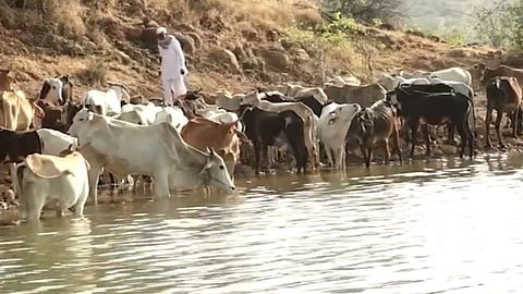 padmashri shabbir mamu