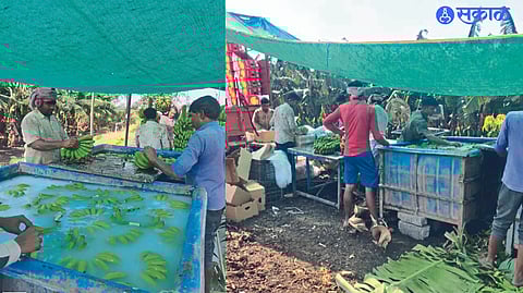 Laborers washing bananas in fungicidal water.processed bananas are being packed in boxes.
