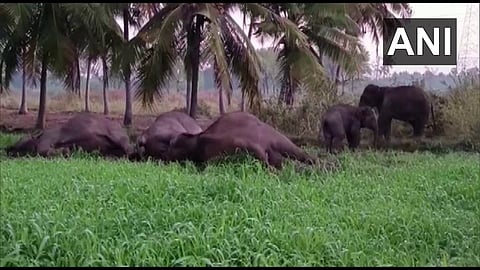 Three elephants electrocuted to death in Tamil Nadu trying to cross electric fence
