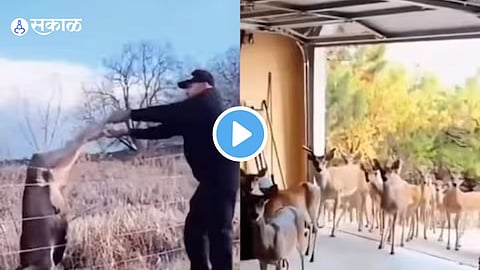 Deer Video