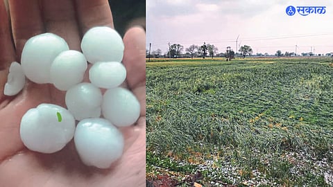 Onion crop damage due to hailstorm in the area.