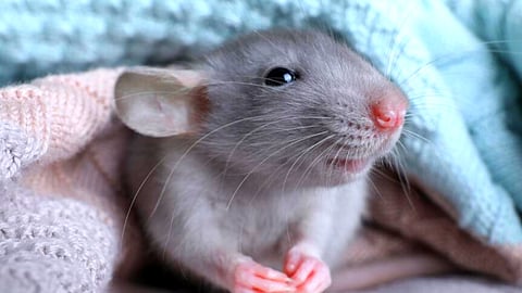 how to get rid of rats at home