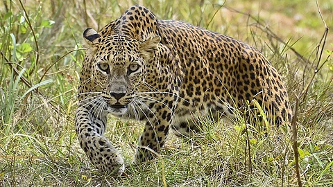 Leopard : शासकीय तंत्रनिकेतन महाविद्यालयाच्या आवारात बिबट्याची एन्ट्री; विद्यार्थी व प्राध्यापकांमध्ये घबराटीचे वातावरण