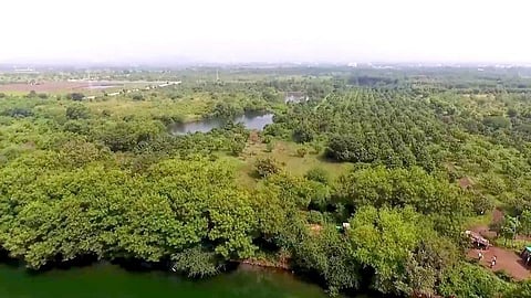 Panjarpol trees