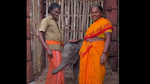 The Elephants Whisperers fame Bomman and Bellie adopts another 4 months old orphaned baby elephant watch video