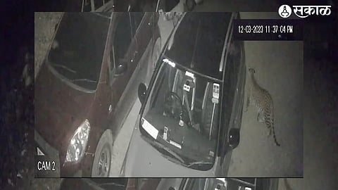 Leopard Caught in CCTV