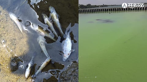 Spillage of toxic chemicals in Godavari river
