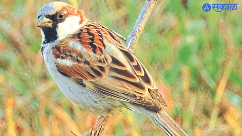 sparrow count activity 3 day Maharashtra wide online will be conducted from March 18 to 20 jalgaon news
