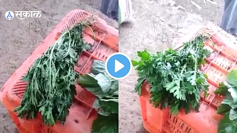 Viral Video