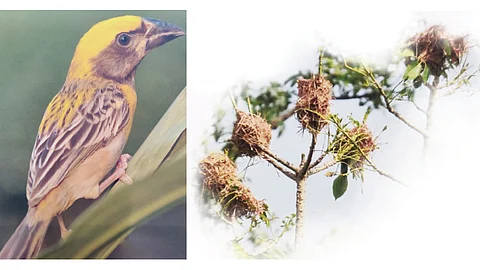 Sugran Bird