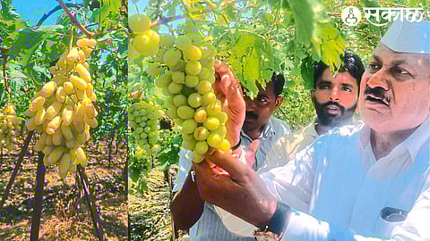 Kailas Bhosale, vice president of the Maharashtra State Grape Growers Association, inspecting the damaged vineyard on Sunday.