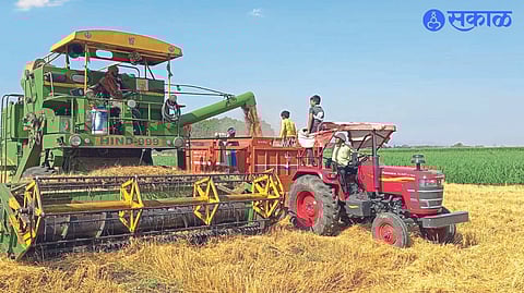 Local farmers harvesting wheat with a harvester