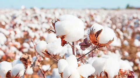 Cotton Rate Crisis : ‘कशी कापसाच्या दराने थट्टा आज मांडली’! भाव अजूनही 8 हजारांपर्यंतच