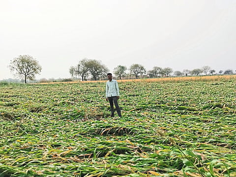 Farmer and police officer Yuvraj Mali inspecting the fallen corn.