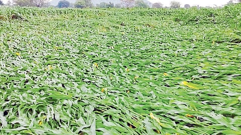 अतिवृष्टीने पिकांचे नुकसान 