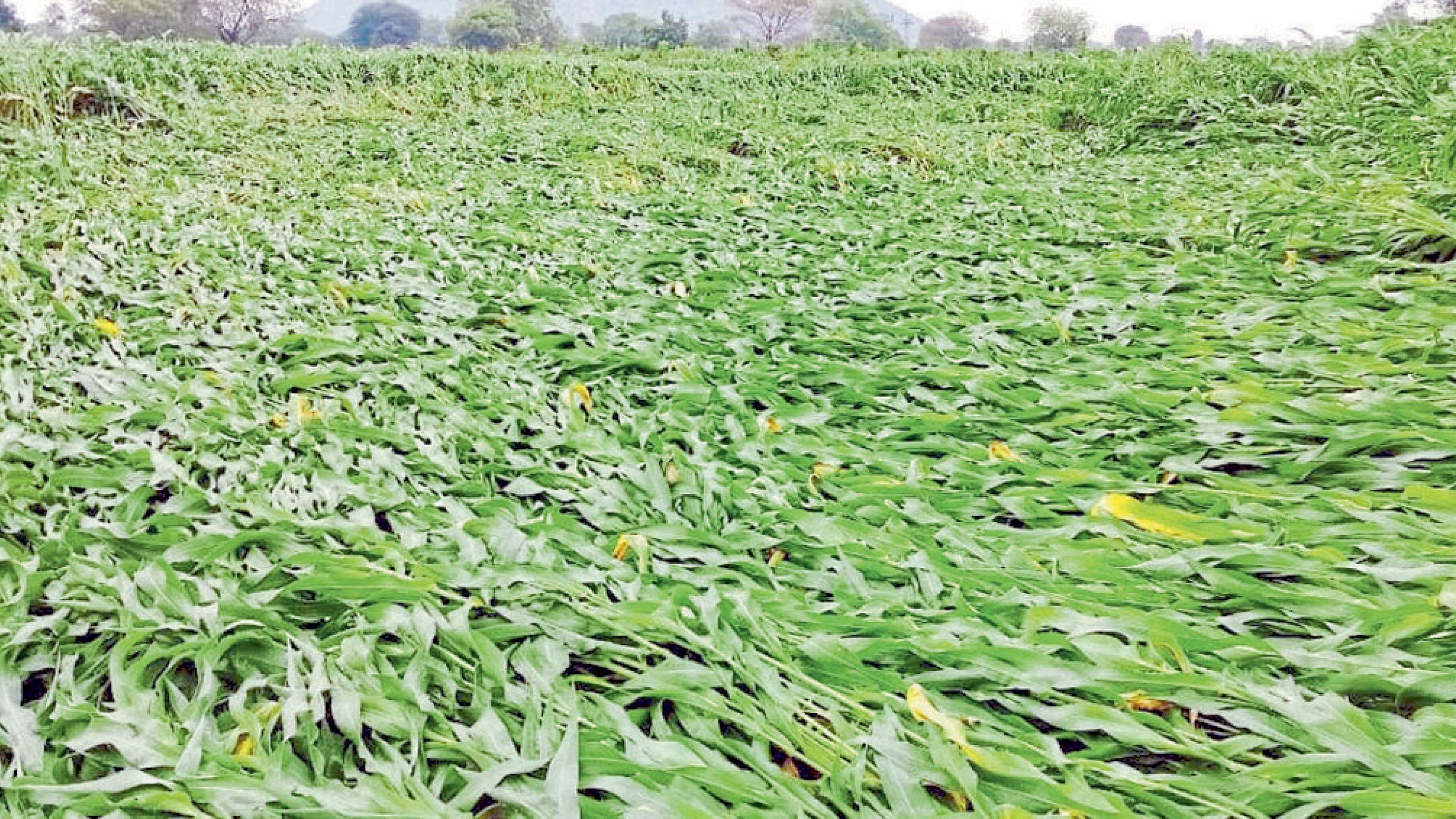 अतिवृष्टीने पिकांचे नुकसान