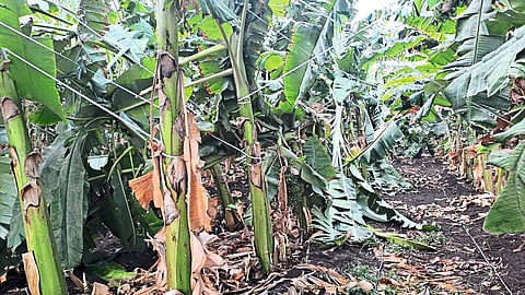 Damaged trees in Kundan Patil's cardamom and banana plantation due to storm.
