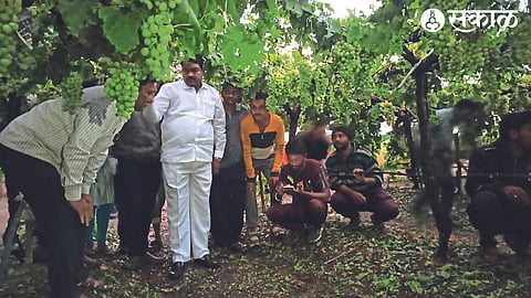 MLA Dilip Bunkar respectively while learning about the woes of hail affected farmers