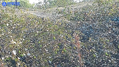 mesh cover applied to Bori tree to prevent bat infestation nashik news