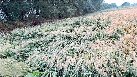 Agriculture Loss