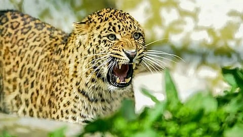 Leopard Attack
