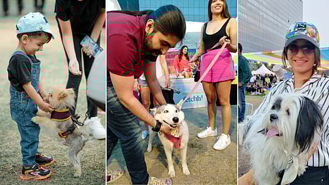 far fiasta dog festival