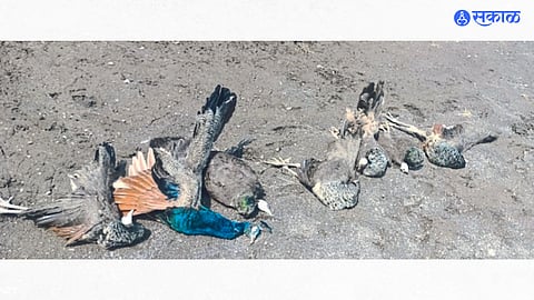 Dead peacock on the banks of river Tapi.