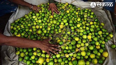 Lemons for sale in the market.