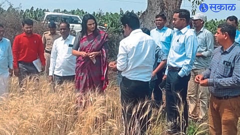 Unseasonal rains have once again lashed Taloda town and hail has also occurred nandurbar news