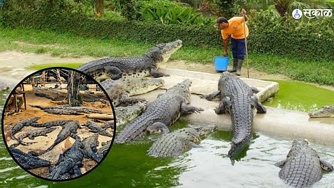 Crocodile Farming