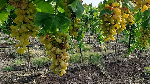 Rain Damage Crops