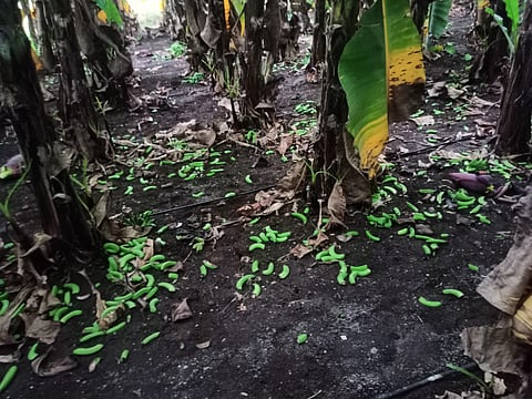 banana trunk was cut and thrown away by unknown persons jalgaon news