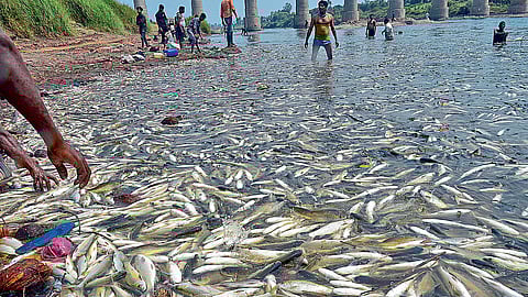krishna river pollution