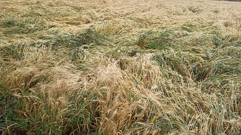 Torn wheat at niphad