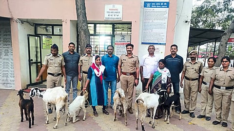 Six goats detained by the police.