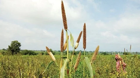 traditional grains almost disappeared farmer agriculture weather