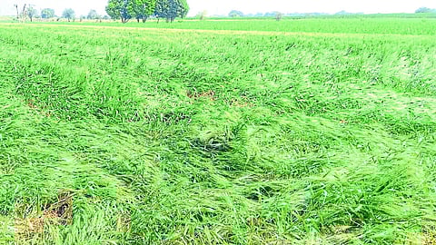 unseasonal rain damaged crops
