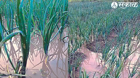 Damage to onion crops due to hailstorm in the northern part of the taluka.