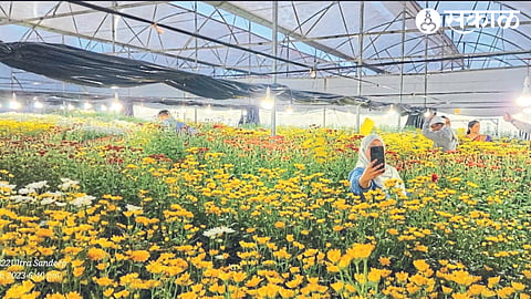 A flower farm flourished by the Ghumre and Dawane families