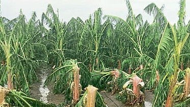 unseasonal rain crop damage farmer marathwada