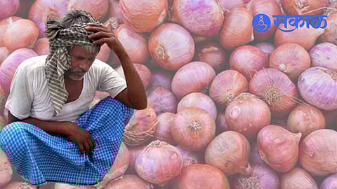 Nashik Onion