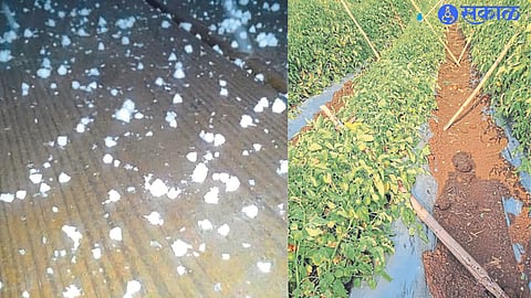 Tomato crop damaged by unseasonal rain and hail.