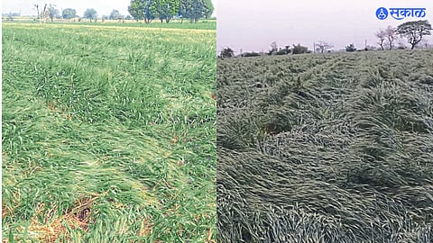 Due to unseasonal rain and cloudy weather wheat gram and banana crops in Rabi are likely to be hit hard nandurbar news