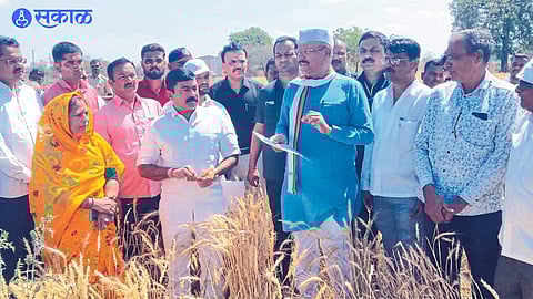 unseasonal rain crop damage dhule news
