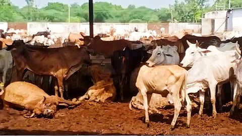 Karnataka Cattle Death
