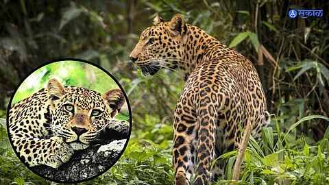 World Wildlife Day