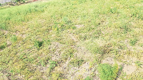 Gram crop ravaged by wild boars in the field of Pradeep Trimbak Deore in Ghubdya Shivara.