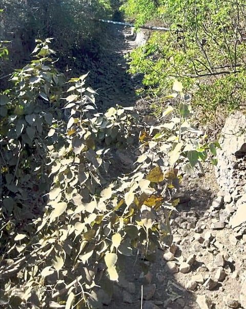 इंदापुरातील कालव्याची दुरुस्ती गरजेची