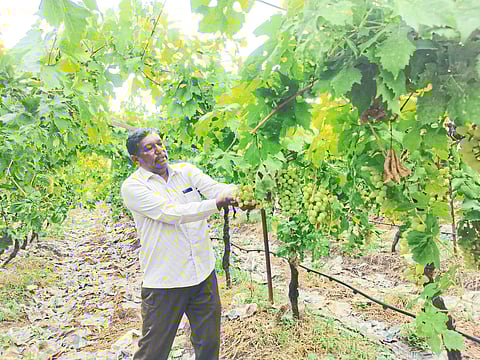 Farmer Tryambak Kombade showing that the paper attached to grape bunches fell off due to unseasonal rain