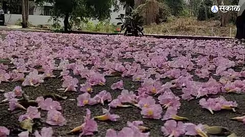 Bengaluru Flowers